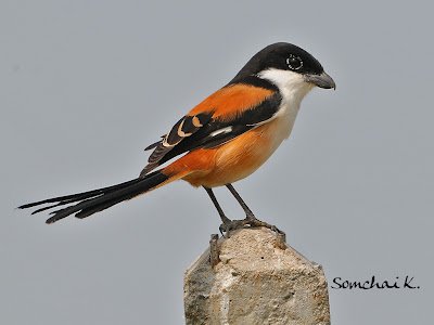 Cendet - Long-tailed Shrike (Lanius schach) Thailand